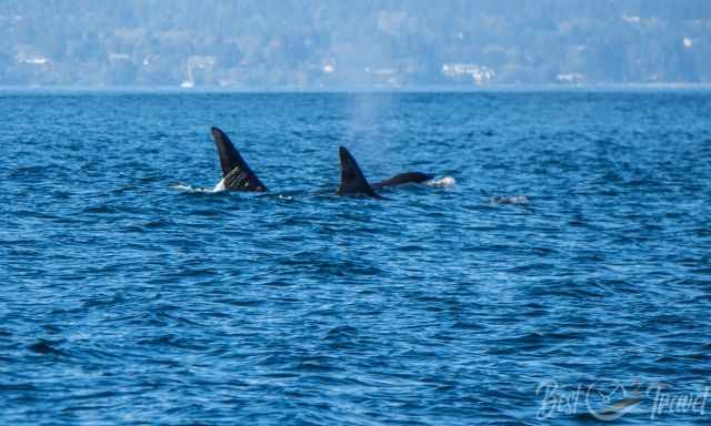 Vancouver Island Whale Watching - Whale And Orca Season Guide | Best ...